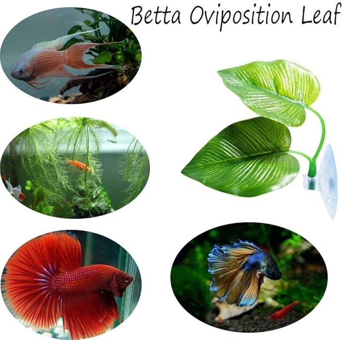 CousDUoBe 3 Pack Betta Fish Leaf Pad Improves Betta's Health by Simulating The Natural Habitat - Natural, Organic, Comfortable Rest Area for Fish Aquarium Ornaments