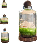 Glass Aquarium Fish Tank Plant Terrarium Bowl Micro Ecological Landscape Self-circulating Plant Vase Desktop Planter Jars Breeder Box, B