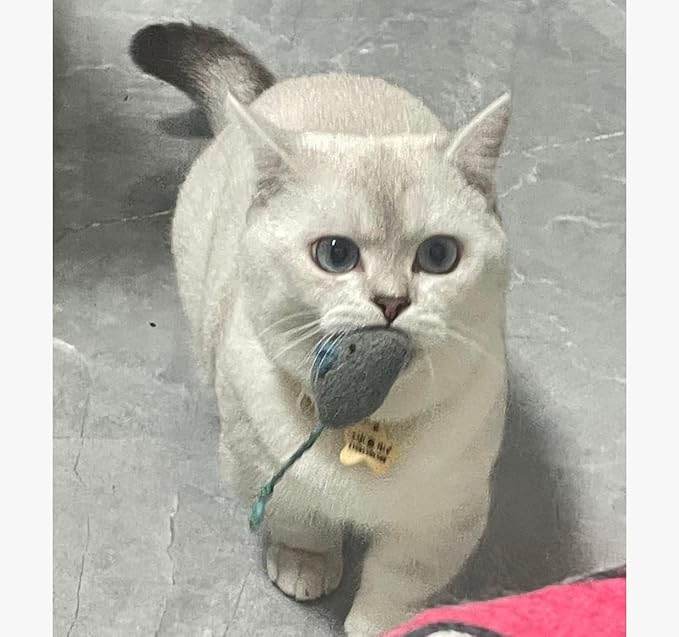 8 Pcs Plush Catnip Mice Toys with Catnip Bag- Interactive Cat Toys for Indoor Cats, Durable Stress Relief Eco-Friendly Small Mouse Chew Playthings（Color Random）