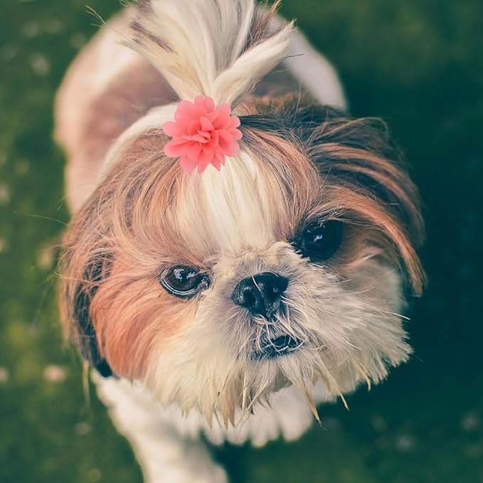 20PCS Flower Bows Alligator Hair Clips for Cat Dogs Puppy Birds Ducks Horse Chicken Pets Barrettes Party Birthday Grooming Hair Accessories