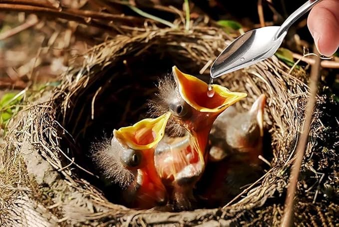 10 PCS Bird Feeder Spoons Stainless Steel Milk Medicine Parrot Feeding Scoops Hand Feeding Spoons for Peony Cockatiel Parrot