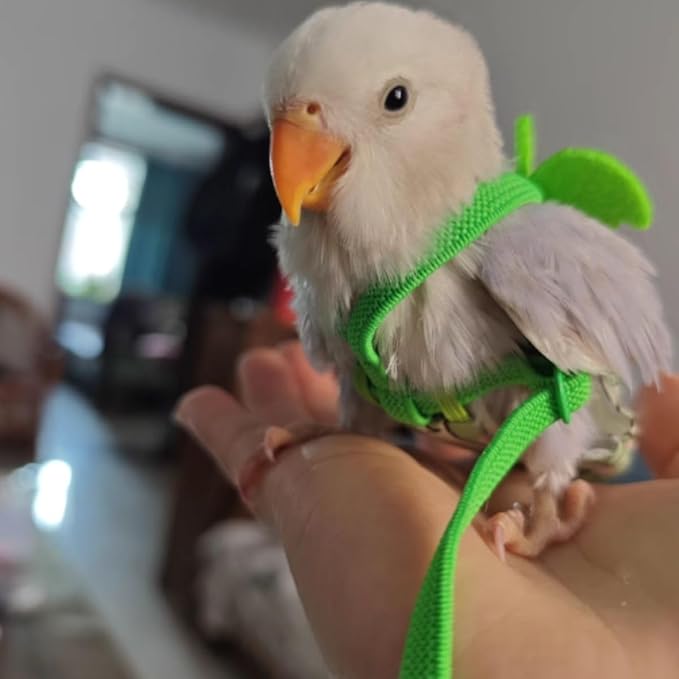Adjustable Bird Diaper Harness Flight Suit Clothes with 80 Inch Flying Leash Rope for Parrots Conure Cockatiel (Blue,2M)