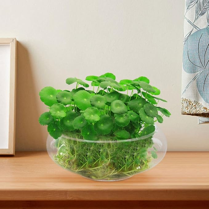 BESPORTBLE Clear Fish Bowl Vase Bubble Bowl Wide Mouth Flower Vase Round Shallow Planter Terrarium Aquatic Plant Pot Daffodil Pot Hydroponic Planter Fish Tank Bowl