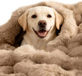 Dog Blanket Self-Warming Throw for Medium & Large Dogs, Dual-Side Sherpa Plush, Thick Crate Bed Cover & Car Seat Mat, Anti-Static Machine Washable No Shrink, 39x30 Inch Coffee