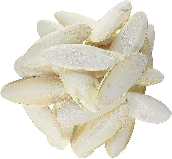 Prevue Pet Products 6 inch Bulk Cuttlebone - 25 per Box with Holder, Large