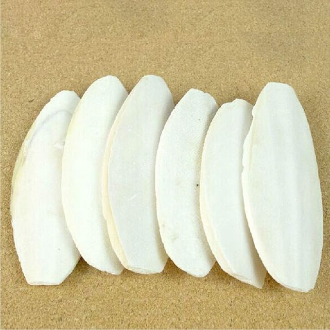 Cuttlebone for Birds Parakeets Canaries Cockatiels Small Conures Mynahs Toucans African Greys All Parrots Snails Totoise,Natural Cuttlefish Bone for Bird Cage (7"-7.5"(Pack of 6))