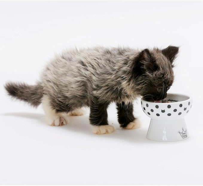 Necoichi Raised Cat Food Bowl – Ceramic Elevated Cat Bowl for Whisker & Neck Fatigue, Dishwasher Microwave Safe – Non-Slip & Anti Vomiting Ergonomic Design (Dots, Mini)