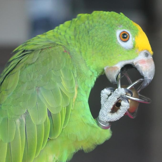 Fosrion Heavy Duty Stainless Steel Bird Toy for Large Parrots - Chew-Proof Foraging Ball with Bell for Macaws, Cockatoos, African Greys (Large)