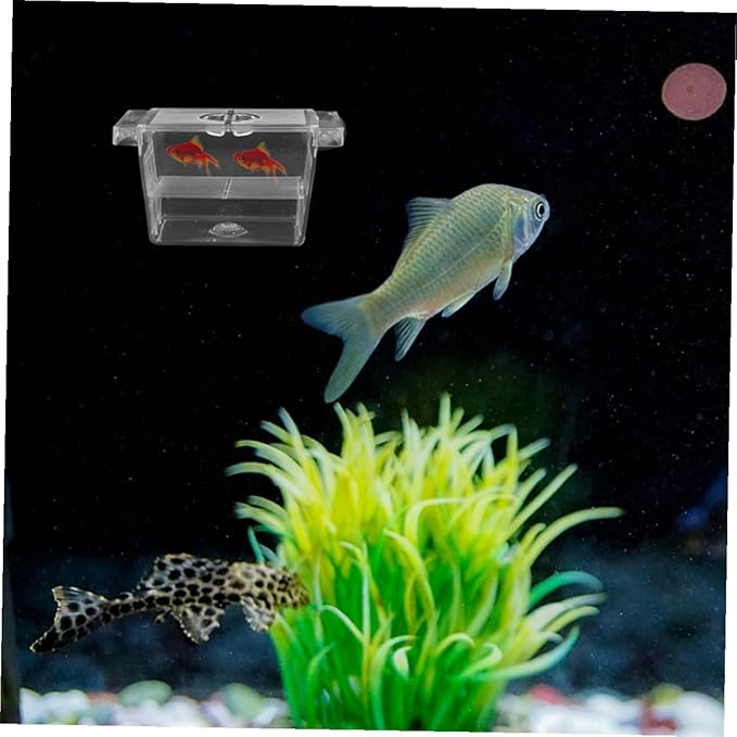 Ciieeo 4pcs Betta Fish Fry Incubator Box Self-Floating Double-Layer Fish Egg Separator Case Plastic Breeding Tank Accessory for Aquarium Fry Hatchery