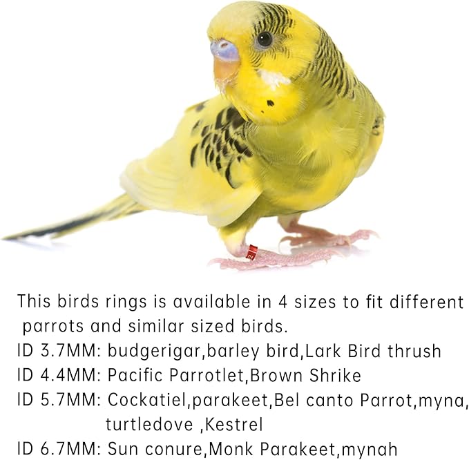 Open Bird Ring Bird Band Bird Foot Ring Bird Leg Bands Rings for Birds Tags Aluminum Alloy Split Ring Mixed Color for Parrots Hibiscus Bird Finches Etc 50Pcs (ID 3.7MM)