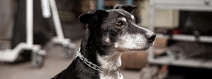 Herm Sprenger 1.5mm Micro Prong Collar for Dog Training | Micro Prong Stainless Steel Ultra-Plus Dog Collar | Training Collar for Extra Small Dogs | Made in Germany - (1.5 mm, (Neck Size Up to 9"))