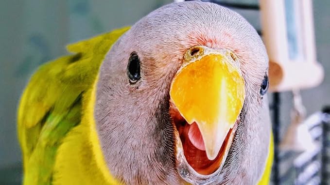 JW Hall Of Mirrors Bird Toy,3.25'' length x 4.25'' width x 1.25'' depth