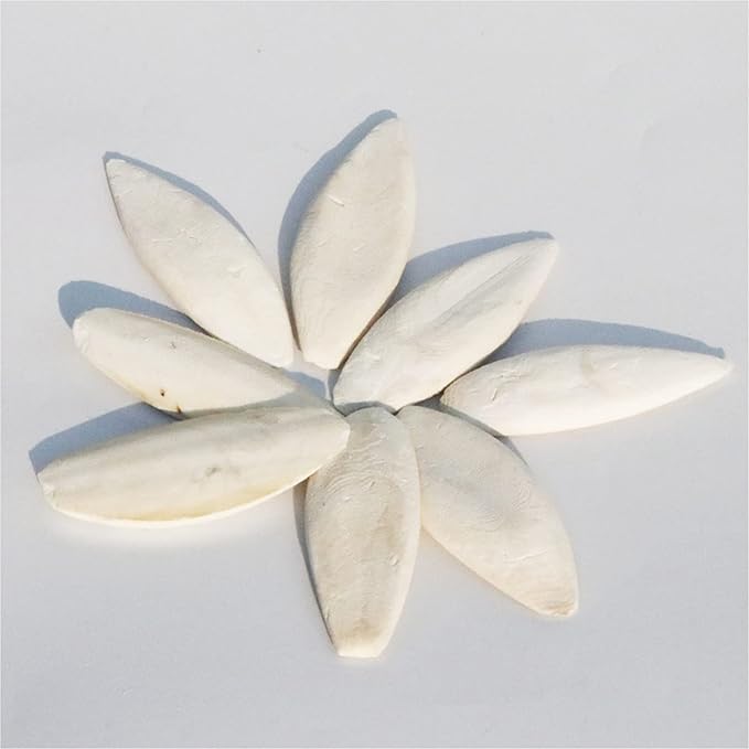 Afkengung 3 Pieces Cuttlebone Natural Cuttlebone Calcium Block for Birds Parakeets Reptiles Turtles Grindable Powder Feeding Natural Calcium Supply Improve Pet Immunity Each 5.5-6.5 Inch