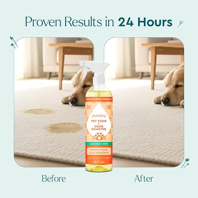 Puracy Natural Platinum Pet Stain and Odor Remover Plant-Powered Professional Pet Urine Odor Eliminator with Natural Enzymes Safe and Effective Carpet Pet Stain Remover and Cleaner, Cucumber & Mint
