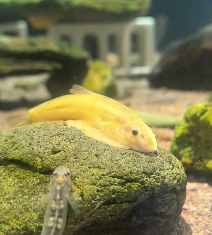 Extremely RareHillstream Loach Algae Eater Full Gold 24k VIP
