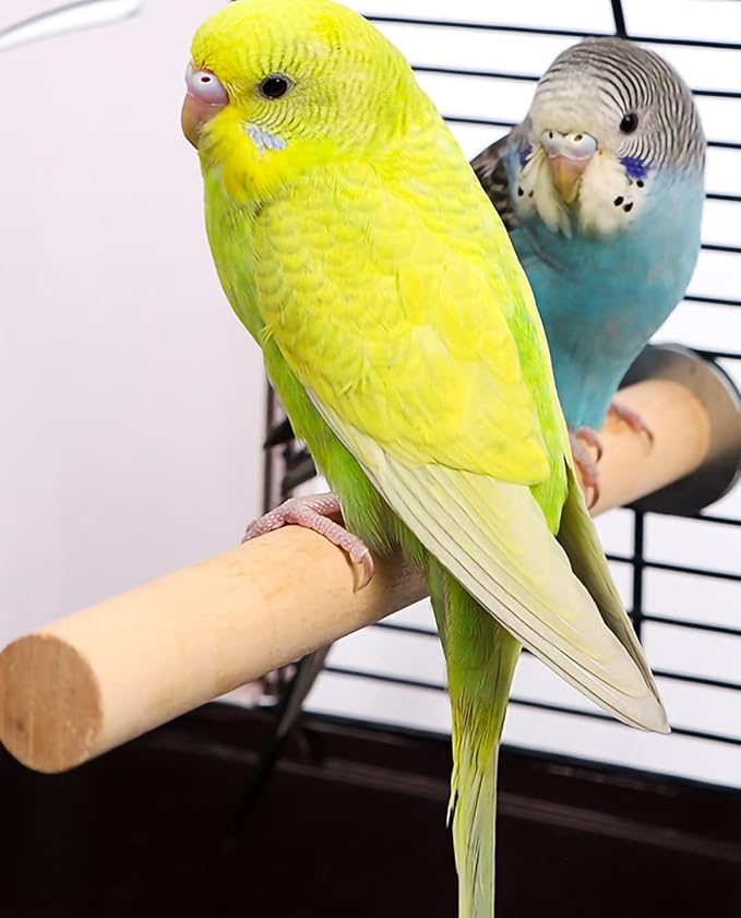 10 PCS Bird Perch Stand Toy, Colorful Wood Parrot Perch Stand, Natural Stand Paw Grinding Stick Exercise Toys, Bird Cage Accessories for Budgies, Finches, Parakeet, Small Birds