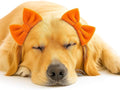 Double Bow Dog Headband 3 Pack, Elastic Doggie Headbands for Small & Medium Dogs, Puppy Bow Hair Accessories for Grooming, Photos, Parties & Holidays