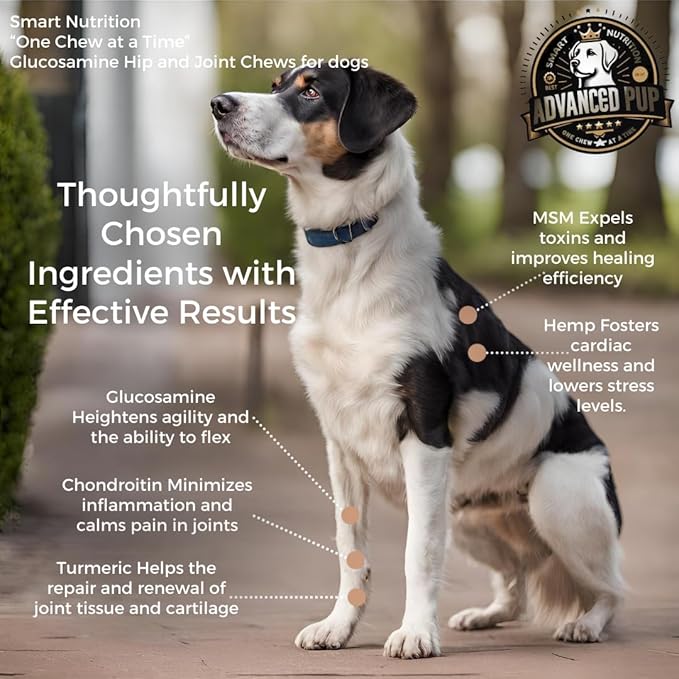 Hip and Joint Supplement - Natural Glucosamine Chondroitin MSM & Turmeric for Dogs - Dog Hip & Joint Care to Heal Dog Joint Stiffness & Inflammation - Tasty Bacon 90CT