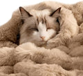 Self-Warming Cat Blanket for Indoor Cats & Small Dogs, Dual-Side Sherpa Plush Throw, Anti-Static Shared Couch Mat for Crate & Travel, Machine Washable No Shrink, 28x22 Inch Coffee