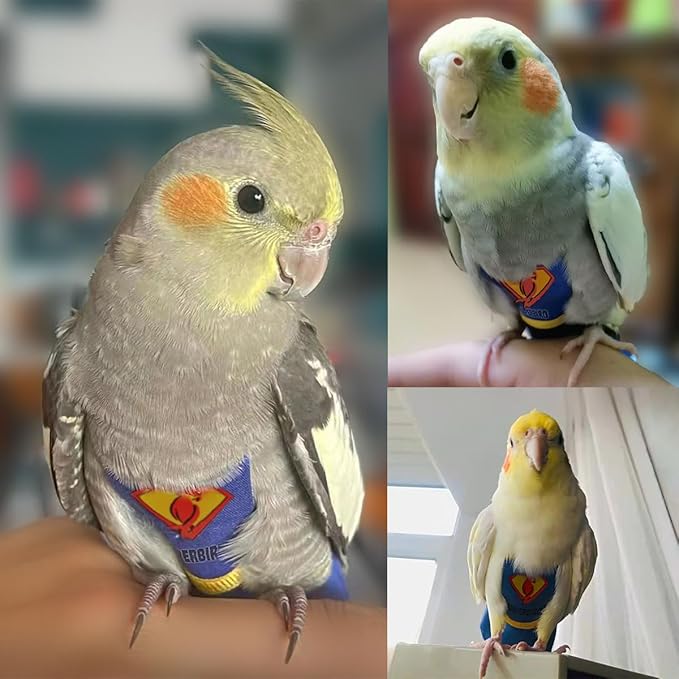 Parrot Flight Suit Diaper (Without Leash) - Reusable Bird Diaper for Budgies, Lovebirds, Cockatiels, and More - Fabric Bird Suit (Blue Superman-L)