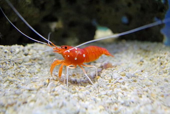 Aquatic Foods Inc. Calcium Enriched Sinking Food Disks and Holiday Feeding Food for Shrimp, Snails, Crabs, Crayfish, Hermit Crabs, Plecos, Catfish, All Tropical Fish. 100 Small Discs Jar