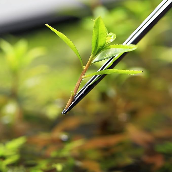 Fish Tanks Tweezers Stainless Steel Straight Curved Tweezers 25cm 33cm 45cm Long for Aquarium Aaquascaping Plant
