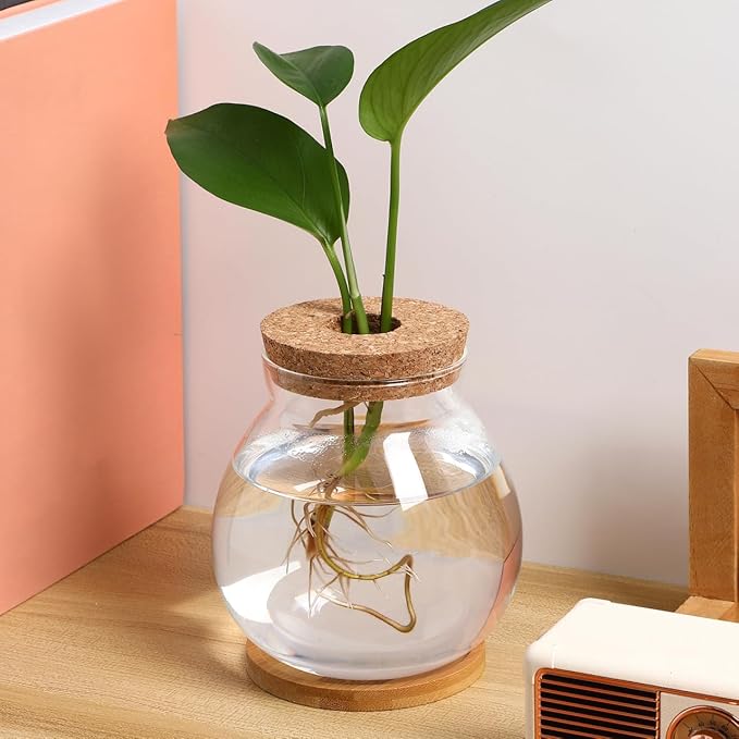 balacoo Betta Fish Bowl Glass Betta Tank with Cushion Hydroponic Plant Terrarium for Home Office Decoration Small Fish Tank for Aquatic Ecosystem