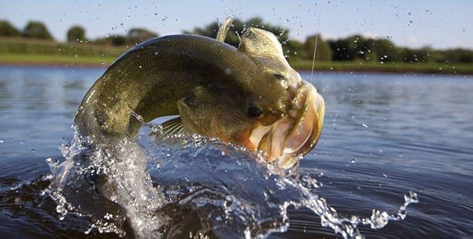 Purina | Game Fish Chow - Floating Diet for Pond Fish | 50 Pound (50 lb.) Bag