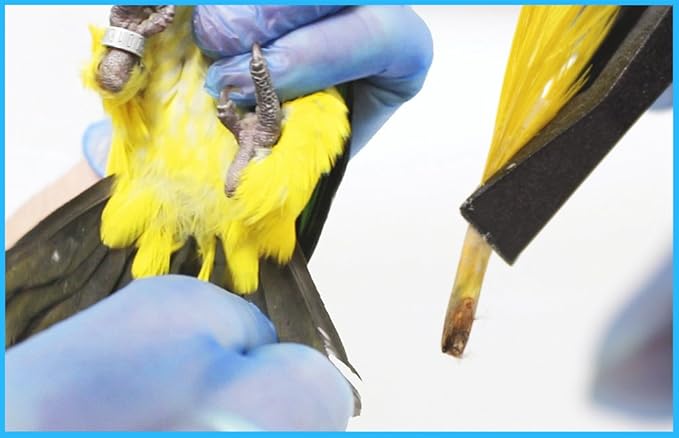 Parrot DNA Gender Test – Bird Sexing Kit for African Grey, Macaw, Budgerigar, Lovebird, Cockatoo, Indian Ringneck. Avian Gender Reveal. Trusted lab Service Based in The USA