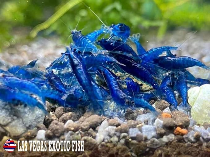 Las Vegas Exotic Fish™ Neocaridina Shrimp Live Freshwater Shrimp Aquarium Inverts (Live Guarantee or Replacemnt is Free) (Mix, 20) Free Plant