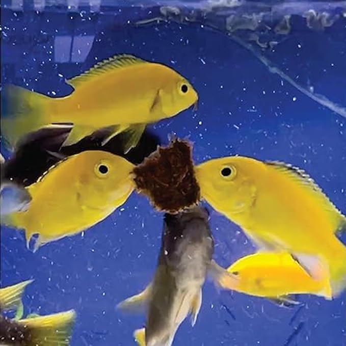 Super Cichlids Freeze Dried Blackworms with Color Boost - Great for Tropical & Marine Aquariums - High Protein, No Preservatives - Live Blackworms Replacement (75 Grams)