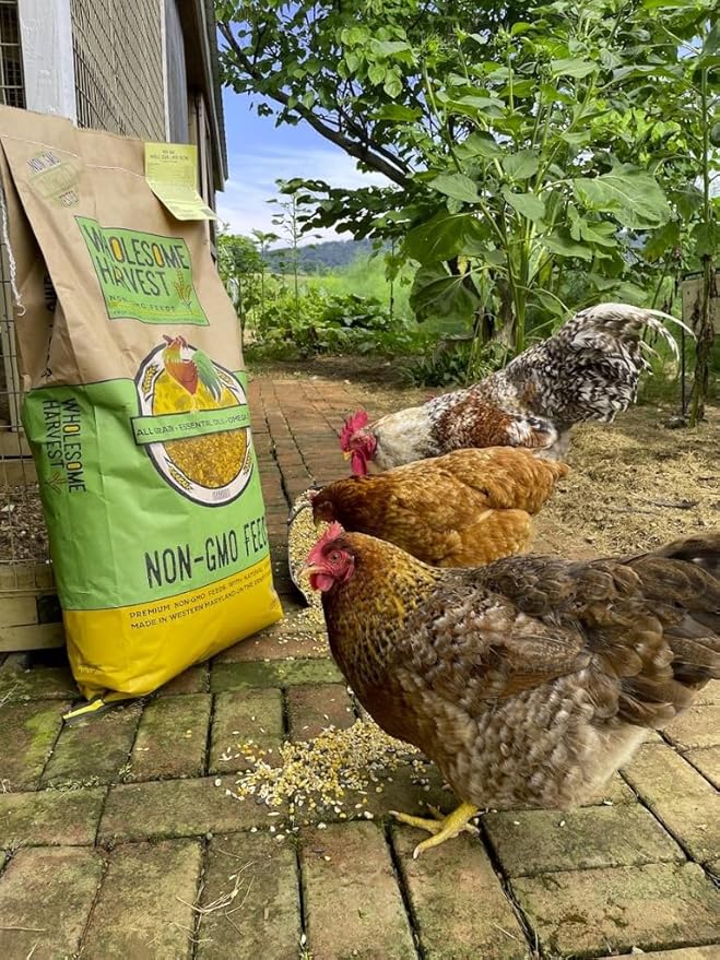 Non-GMO Soy and Corn Free Whole Grain Layer Blend 16% - Chicken Feed for Laying Hens and Ducks - Includes Essential Oils, Herbs, Oyster Shells, Vital Minerals, and Omega 3, 40lb