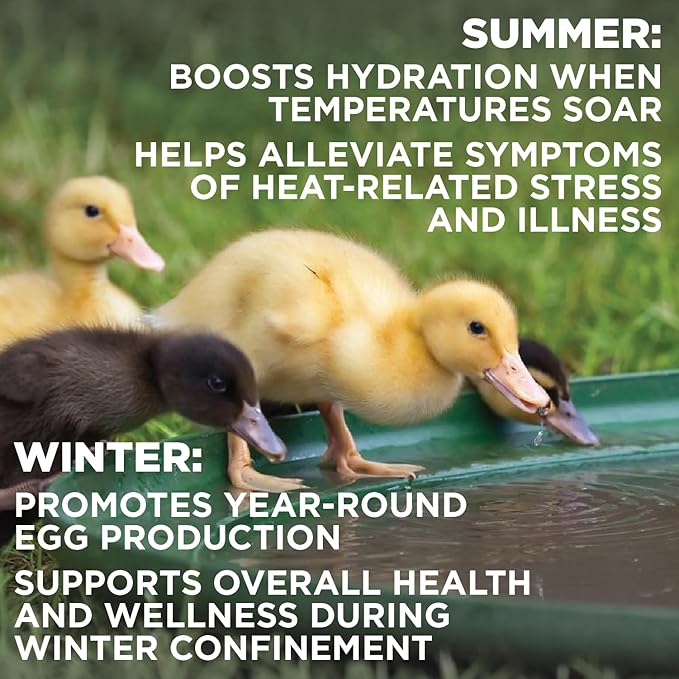 Pivotal Chick’n Aid Chicken Supplement for All Ages (8 oz, Pack of 1) - Chicken Vitamins, Electrolytes, and Probiotics - Multipurpose Poultry Vitamins for Chickens, Ducks, and Turkeys