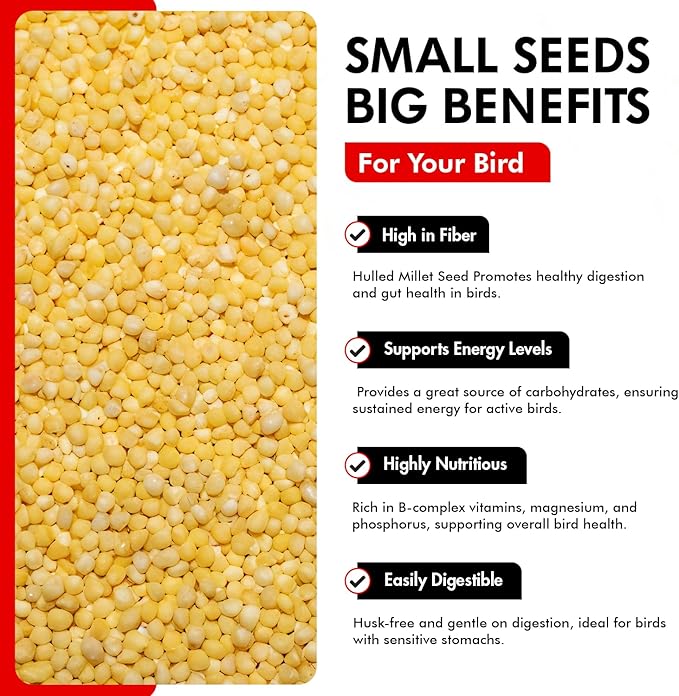 Morning Bird Hulled Millet 18 lbs (2-Pack, 9 lbs Each) – Nutritious Hulled Millet Seed - Easily Digestible with High Fiber, Rich in Vitamins & Minerals for Birds, Ideal Bird Feed for All Bird Types