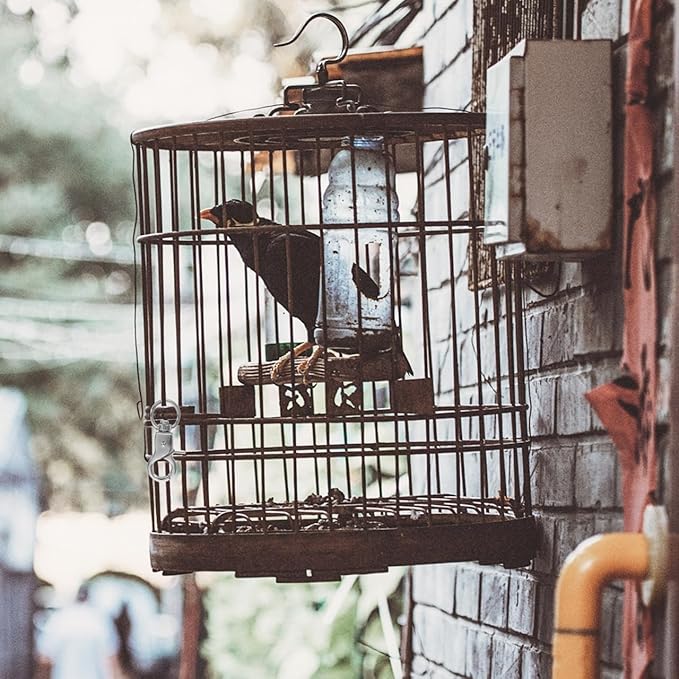 5pcs Birdcage Lock Metal Snaps Door Chain Lock Heavy Duty Birds Cage Metal Clip Spring Hook Bird Cage Door Bird Accessories Stainless Steel Fly Rope Parrot to Rotate