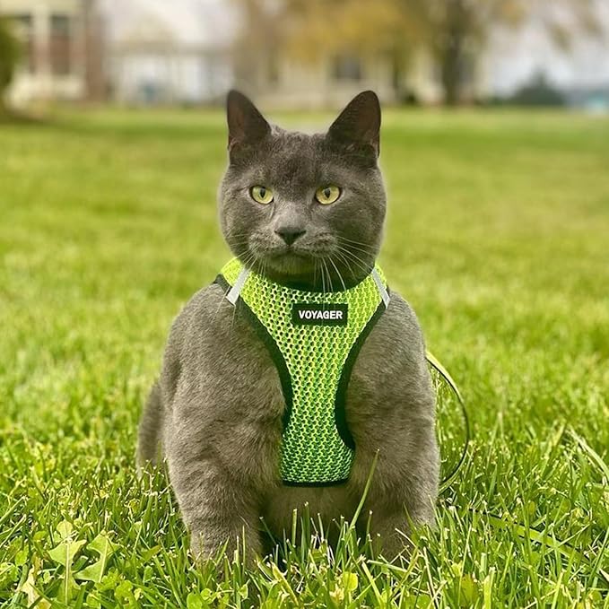Best Pet Supplies Voyager Step-in Air Harness - All Weather Mesh, Reflective, No Pull Harness for Dogs, Cats - Secure with Hook & Loop Fastener, Buckle, Double D-Rings - Lime Green 2-Tone, L