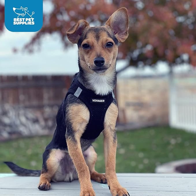 Best Pet Supplies Voyager Step-in Air Harness - All Weather Mesh, Reflective, No Pull Harness for Dogs, Cats - Secure with Hook & Loop Fastener, Buckle, Double D-Rings - Black, XS