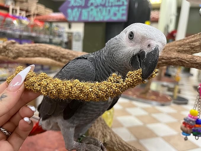 Birds LOVE Economy & Special Spray Millet GMO-Free (No Stems Only Edible Tops) for Birds Cockatiel Lovebird Parakeet Finch Canary All Parrots Healthy Treat - 7oz (Pack of 50)