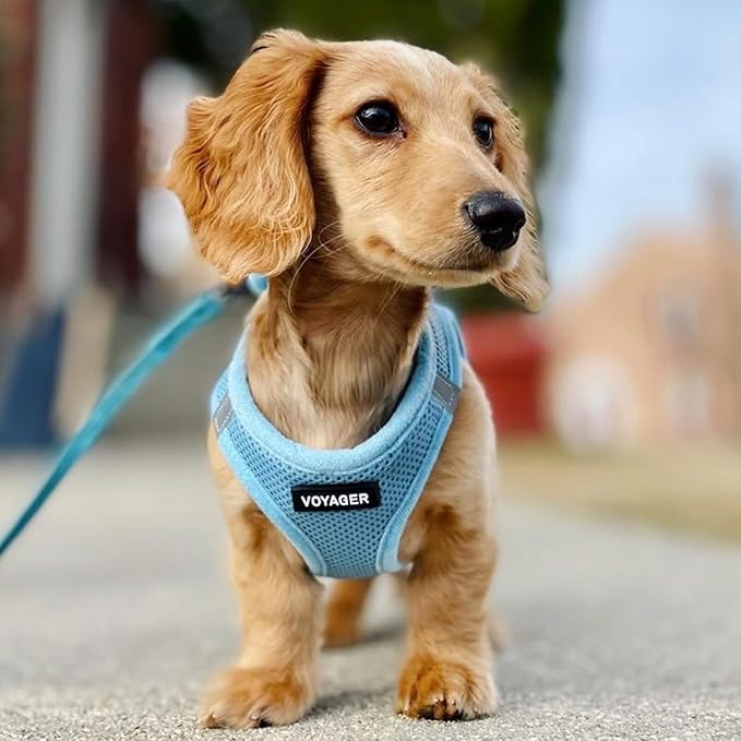 Best Pet Supplies Voyager Step-in Air Harness - All Weather Mesh, Reflective, No Pull Harness for Dogs, Cats - Secure with Hook & Loop Fastener, Buckle, Double D-Rings - Baby Blue, XXXS