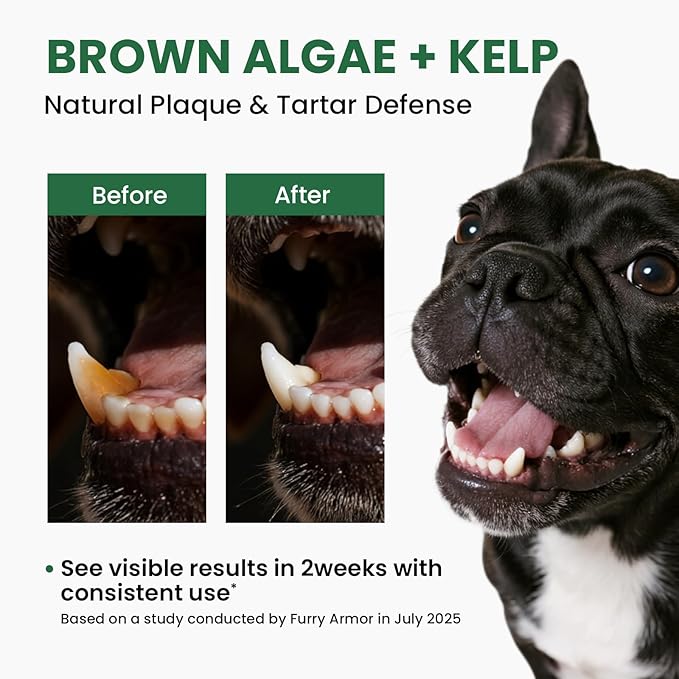 Dog Teeth Cleaning Powder, Dog Dental Powder and Cats Breath Freshener, Plaque Off Pet Tooth Cleaning lab co, Bad Breath & Tartar Remover, Dog Teeth Cleaning with Enzymes-Green Tea
