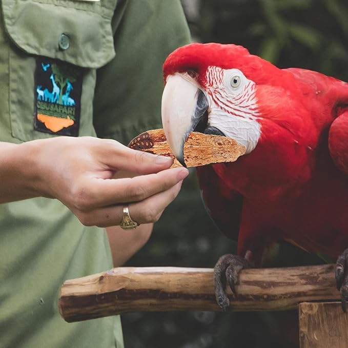 4pcs Natural Parrot Foraging Bird Chewing Fun Safe Chew Treats for Cage Birds Cockatiels Macaws African Greys Budgies