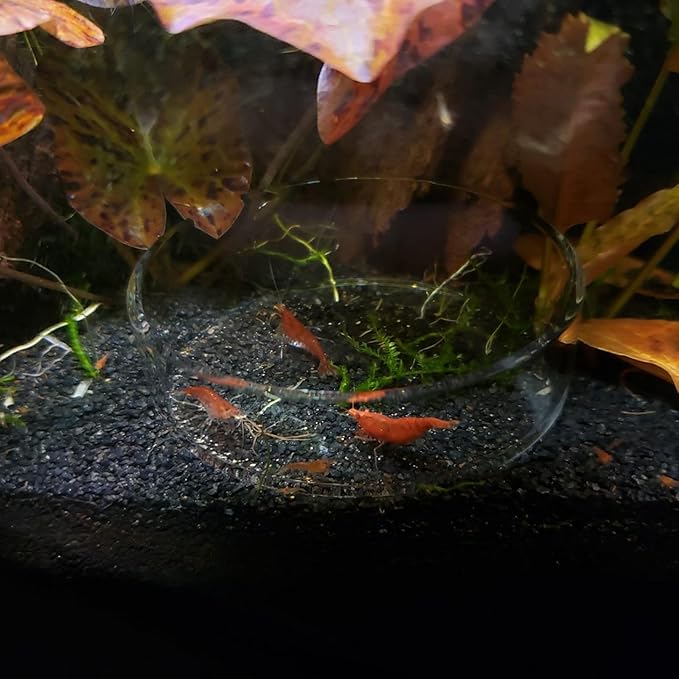 1PCS Aquarium Shrimp Feeding Dish, Glass Round Fish Feeder Bowl Reptiles Water Food Dish Clear Dishes Tray, 60mm