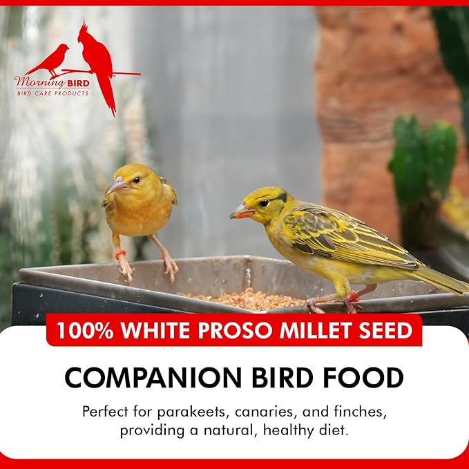 Morning Bird White Proso Millet 4.5 lbs (3-Pack, 1.5 lbs Each) Natural Bird Seed – Supports Feather Growth & Balanced Nutrition – High Energy Delicious Seed - Ideal for Finches, Parakeets & Pet Birds