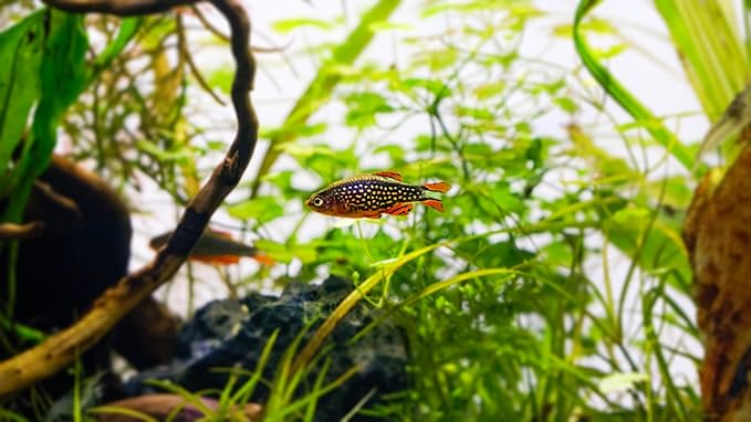 Swimming Creatures 5 PCS Assorted Tropical Fish Combo Pack (Selections from Rasboras, Rainbowfish, Plecos, Corydoras, Catfish, Loaches & More!) Freshwater Aquarium Fish Live