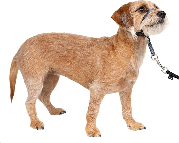 PetSafe Gentle Leader Headcollar No-Pull Dog Collar - Helps Improve Walks - Durable Nylon Construction - Padded Nose Loop - Adjustable Fit - Comfort Walking Halter - Small, Charcoal
