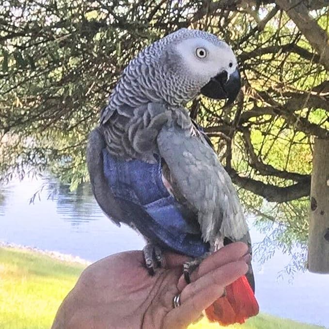 Avian Fashions FeatherWear FlightSuit Wide(7) Bird Diaper in Denim Print