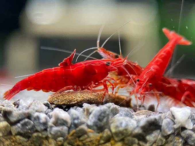 Las Vegas Exotic Fish™ Neocaridina Shrimp Live Freshwater Shrimp Aquarium Inverts (Live Guarantee or Replacemnt is Free) (Mix, 20) Free Plant