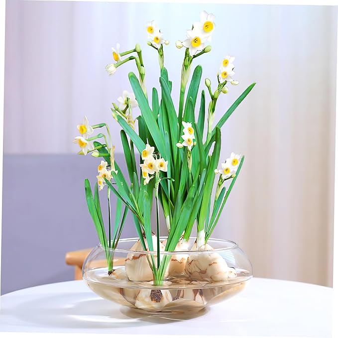 NUOBESTY Glass Fish Bowl Vase, Wide Mouth Vase Round Terrarium Hydroponic Planter Floral Mini Fish Tank Aquarium Candy Dish for Table Centerpiece 2800ml