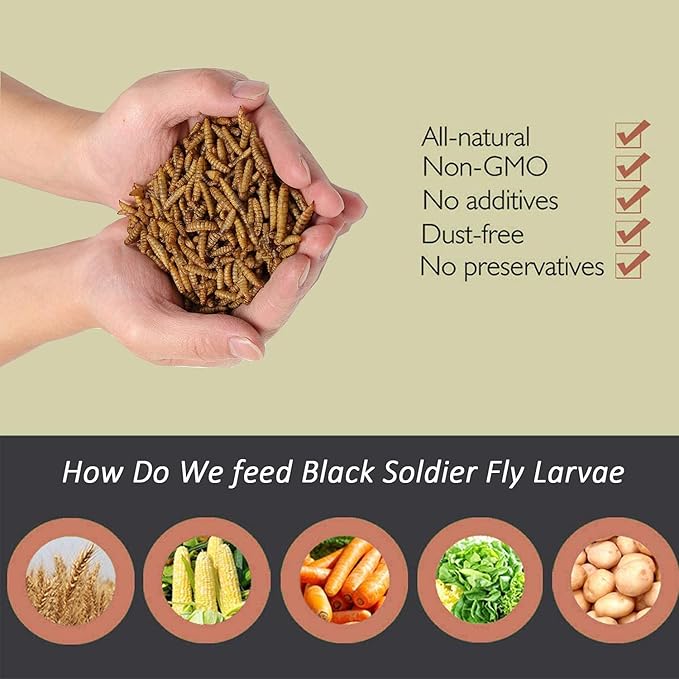 Black Soldier Fly Larvaeis,10LB 100% Natural Large Size No Moisture,Mealworm for Birds Chickens Hedgehog Hamster Fish Reptile Turtles