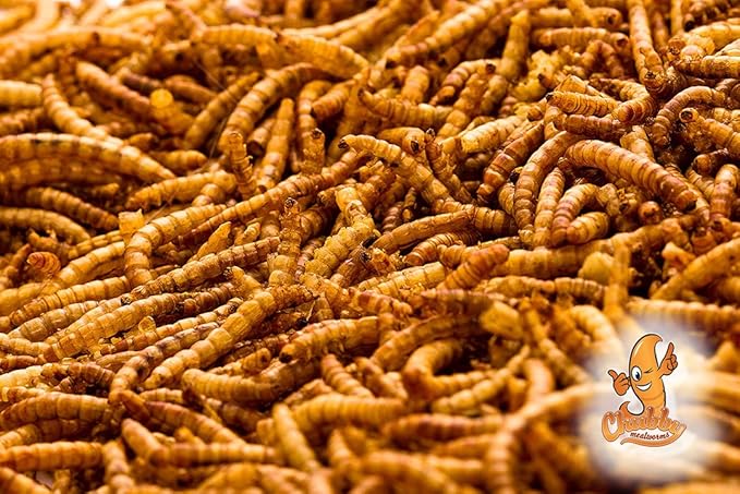 Chubby Dried Mealworms | 44 lbs | High-Protein Non-GMO Treats for Chickens, Ducks, Wild Birds & Backyard Pets